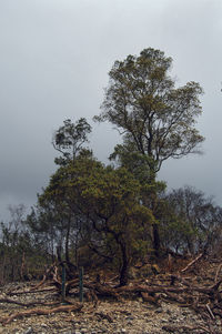 Low angle view of trees in forest against sky