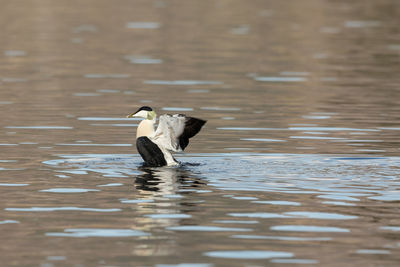 Side view of a duck swimming in lake