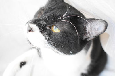 Close-up portrait of a cat