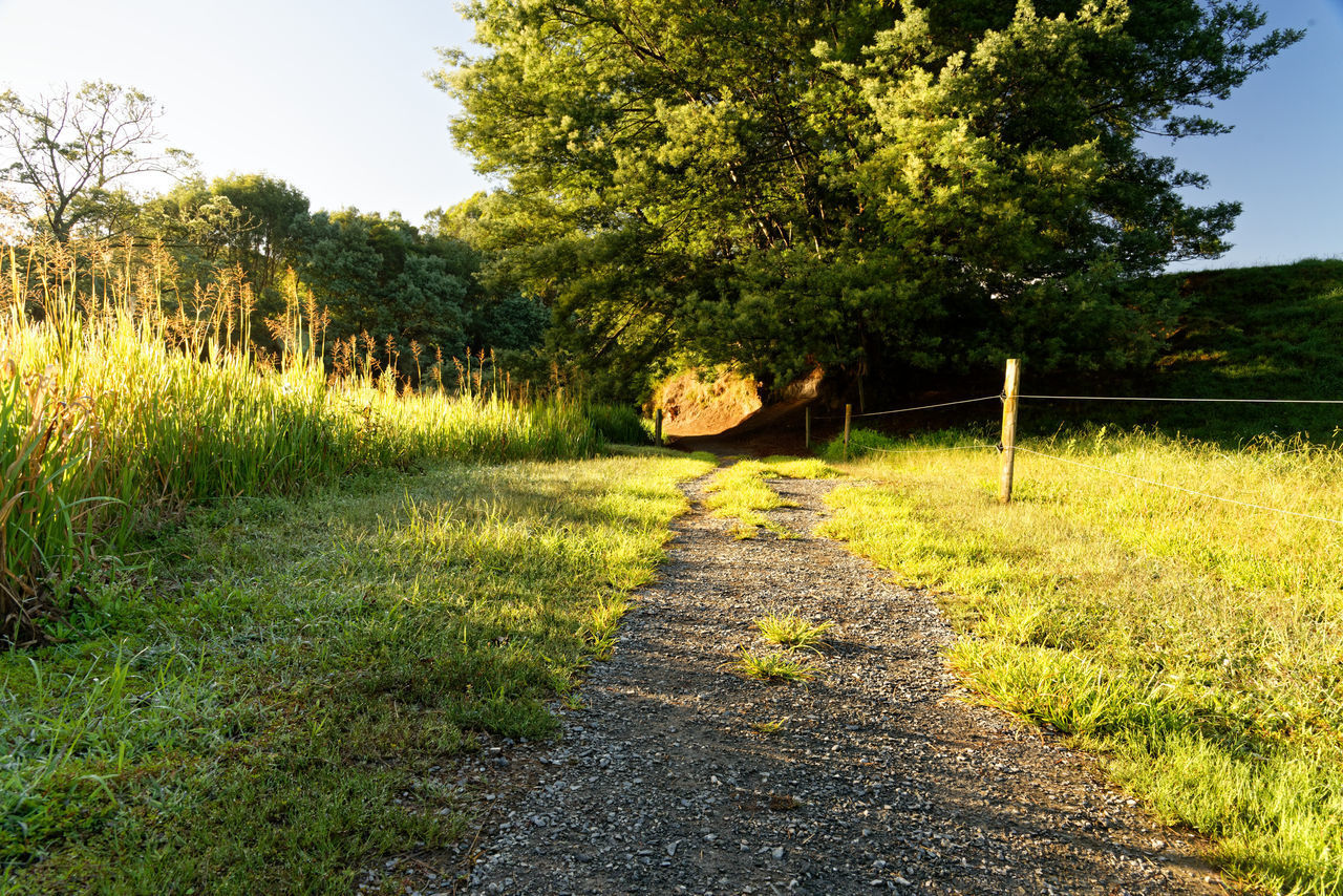 ROAD AMIDST PLANTS ON FIELD