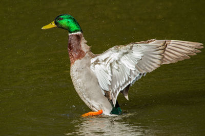 Close-up of mallard duck swimming in lake