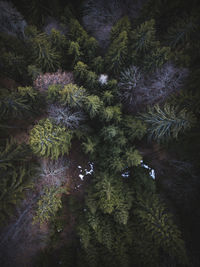 High angle view of pine tree