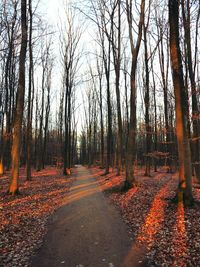 Road passing through forest
