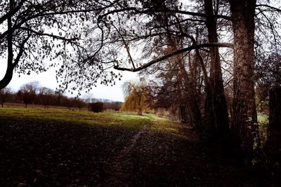 Trees on field against sky