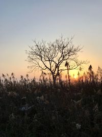 Silhouette bare trees on field against sky during sunset