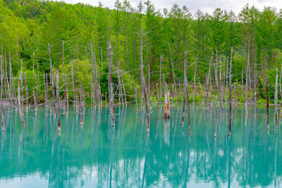 Scenic view of lake in forest
