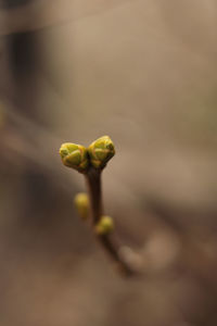 Close-up of green flower buds