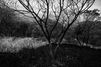 Bare tree on landscape