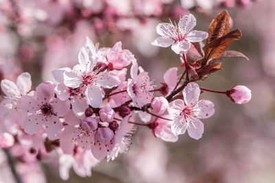 Close-up of pink cherry blossoms
