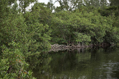 Scenic view of lake in forest