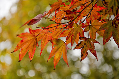 Close-up of maple leaves on tree in autumn