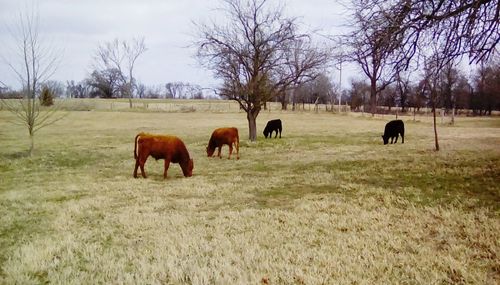 Cows grazing on grassy field