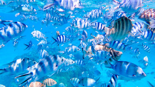 Fish swimming in pool