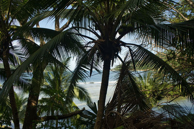 Palm trees against sky