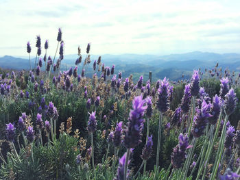 Close-up of purple flowering plants on field