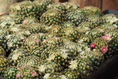 Close-up of fruits for sale in market