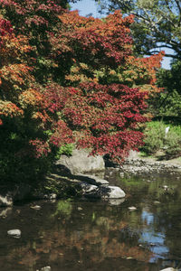 Flowering plants by lake in forest during autumn