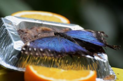 Close-up of butterfly on leaf