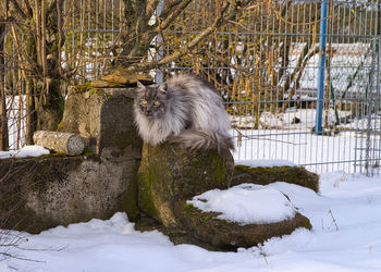 Cat sitting on snow covered land