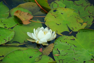 Lotus water lily in pond