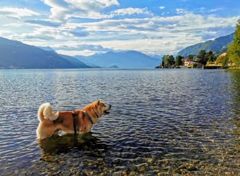 View of a dog in lake against mountain range