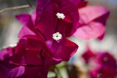 Close-up of pink flower