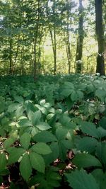 Plants and trees in forest