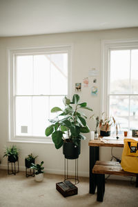 Potted plant by window at home