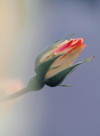 Close-up of orange flower bud