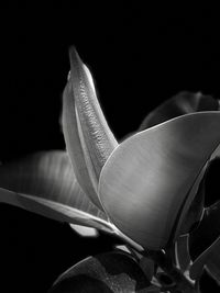 Close-up of rose flower over black background