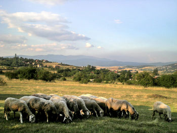 Sheeps outdoor