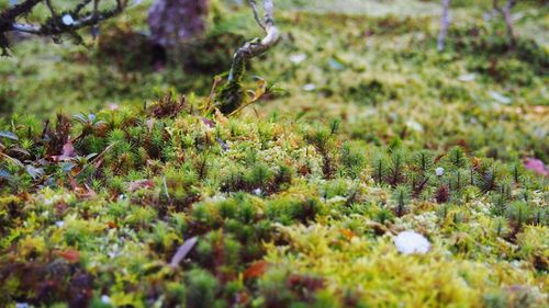 Surface level of plants