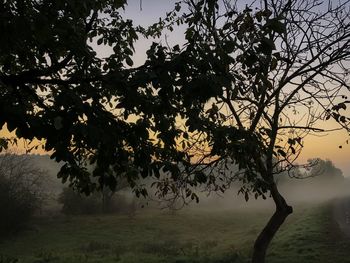 Silhouette tree on field against sky during sunset