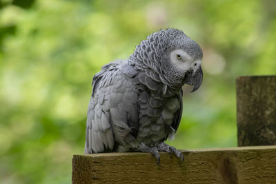 Close-up of parrot perching on wood