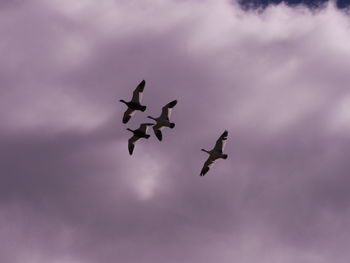 Low angle view of silhouette goose birds flying in sky, 