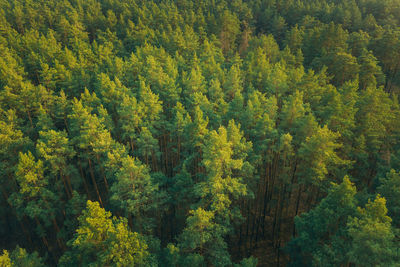 Trees in forest during autumn