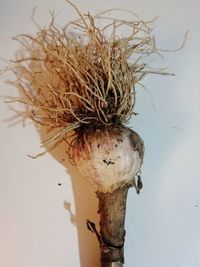 Close-up of wilted plant