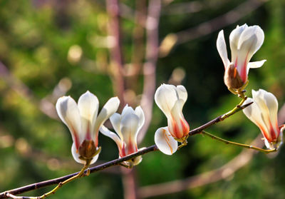 A branch of blooming magnolia in spring, close-up.