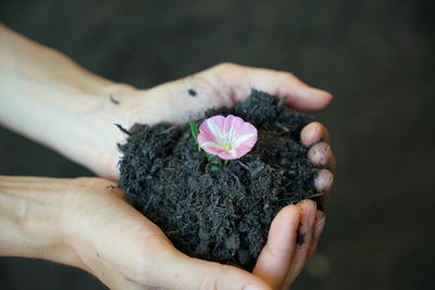 Close-up of hand holding pink flower