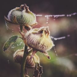 Close-up of wilted plant