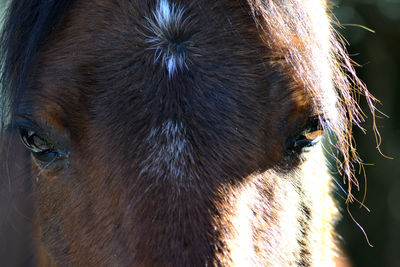 Close-up of a horse