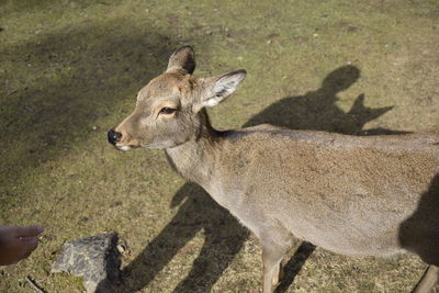 High angle view of deer standing on field