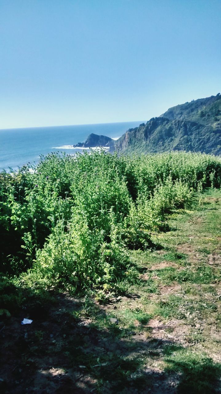 clear sky, tranquil scene, tranquility, sea, horizon over water, water, scenics, beauty in nature, copy space, nature, plant, growth, blue, green color, landscape, idyllic, tree, day, grass, mountain