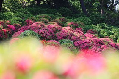 Pink flowers growing at park