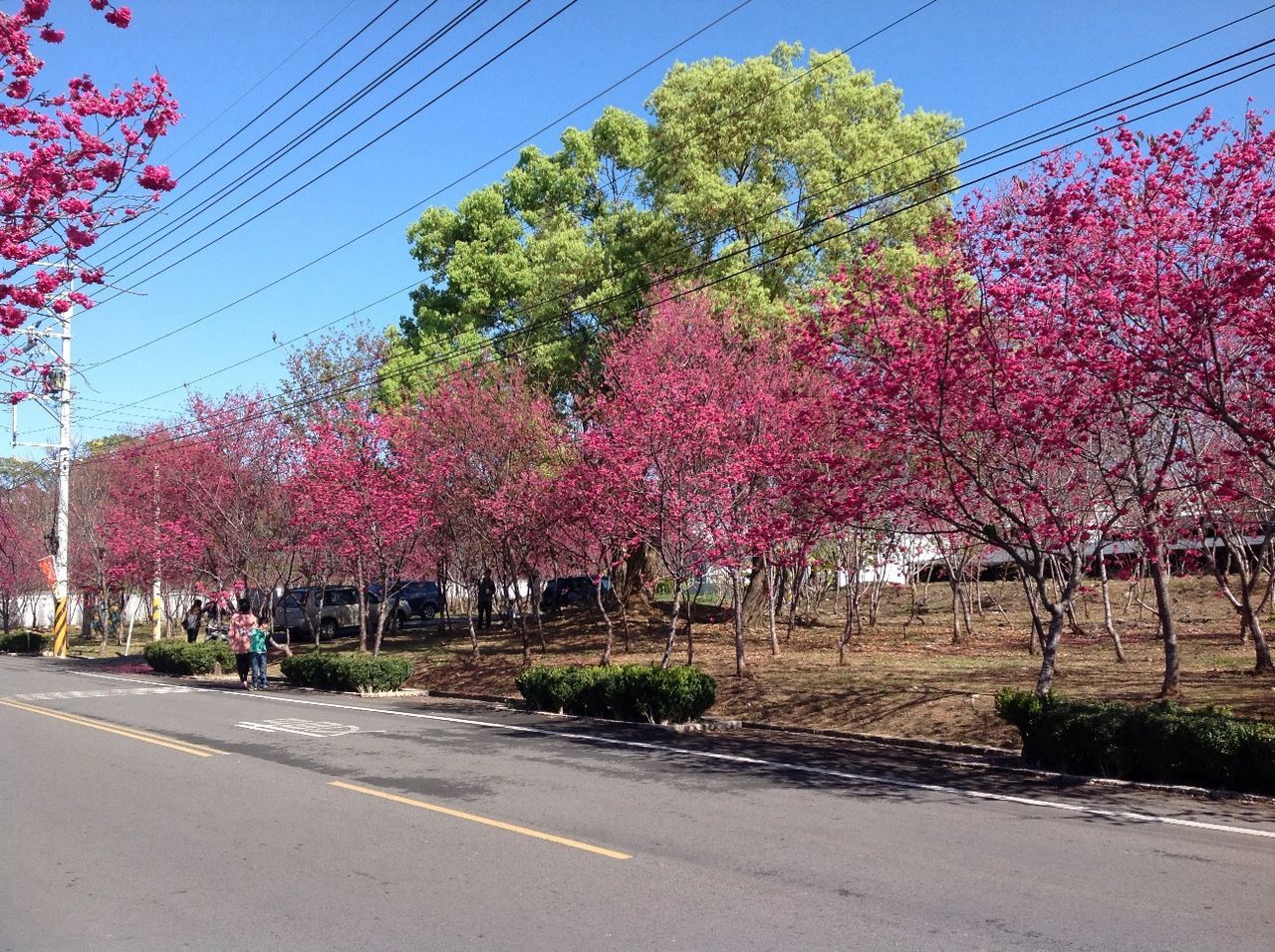 tree, road, flower, transportation, power line, clear sky, growth, electricity pylon, street, sky, the way forward, nature, day, outdoors, cable, sunlight, plant, beauty in nature, no people, freshness