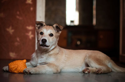 Portrait of dog sitting on floor at home