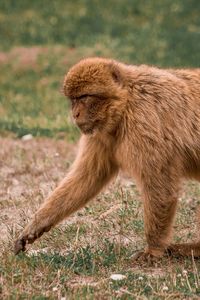 Side view of baboon