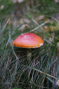 Close-up of mushroom growing on field