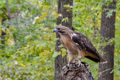 Close-up of bird perching on wooden post