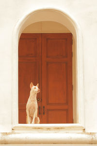 Dog sitting against closed door